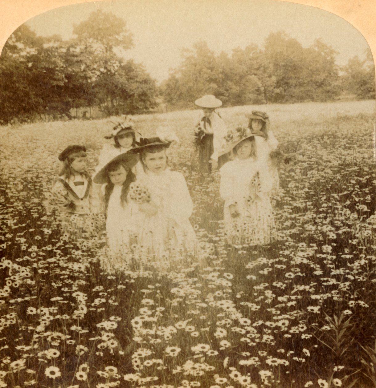 In the Daisy Field: Sweet Flowret of the Rural Glade, 1896. od Unbekannt