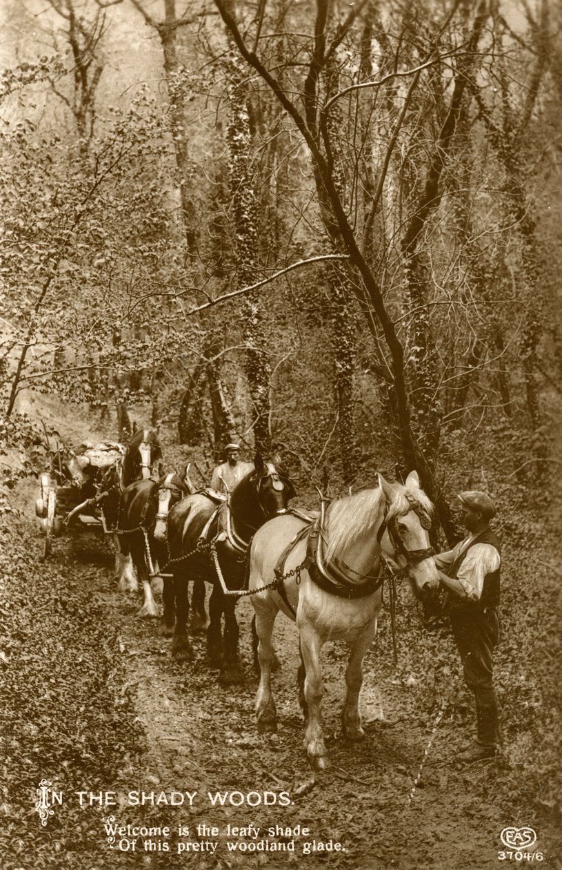 Ve Shady Woods, konec 19. nebo začátek 20. století od Unbekannt