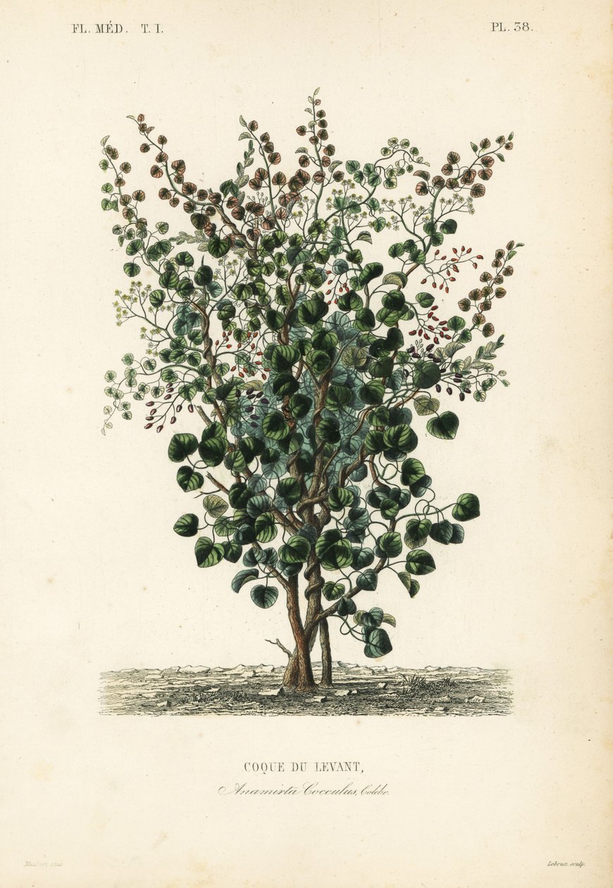 Indické bobule, rybí bobule nebo levantský ořech, Anamirta cocculus, Coque du Levant od Unbekannt