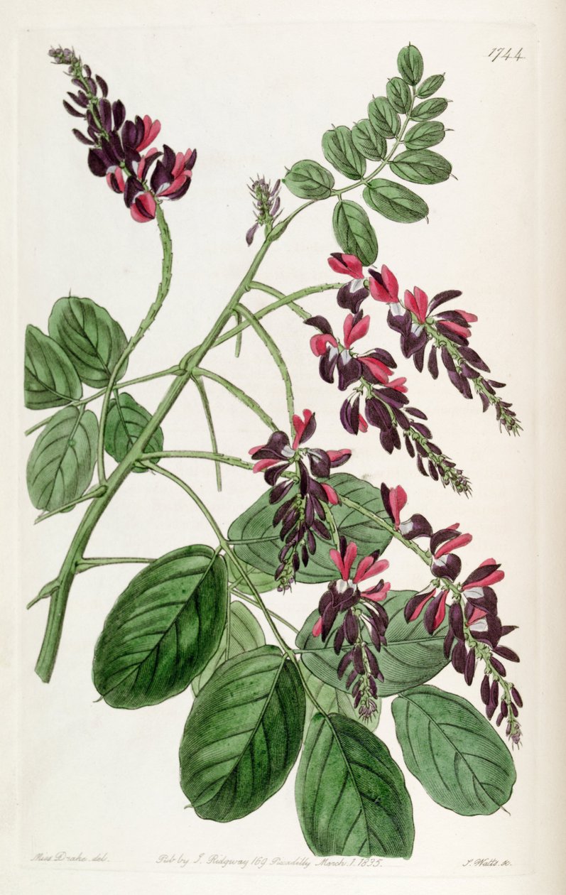 Indigofera atropurpurea od Unbekannt