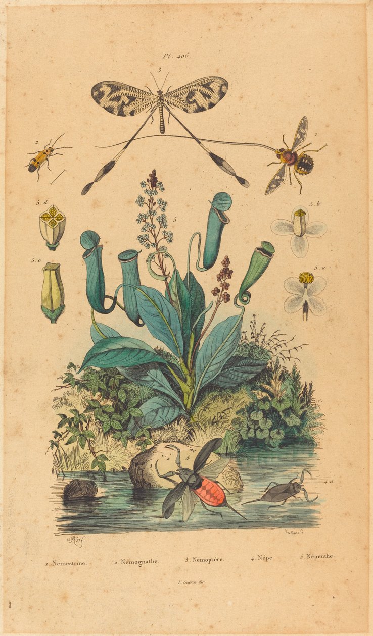 Insects and Flowers, published 1837.    1205198   cs       czech Successfully Translated  Original: Hotel Jacques Coeur at Bourges, c. 1865. Translat: Hotel Jacques Coeur at Bourges, c. 1865. 1202523 cs czech Successfully Translated Original: Apollo (from  od Unbekannt