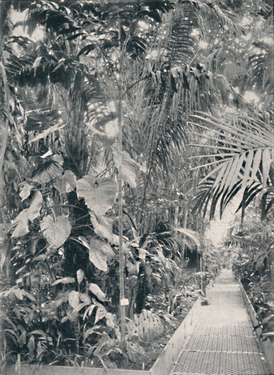 Interiér Great Palm House, Kew Gardens, 1904 od Unbekannt