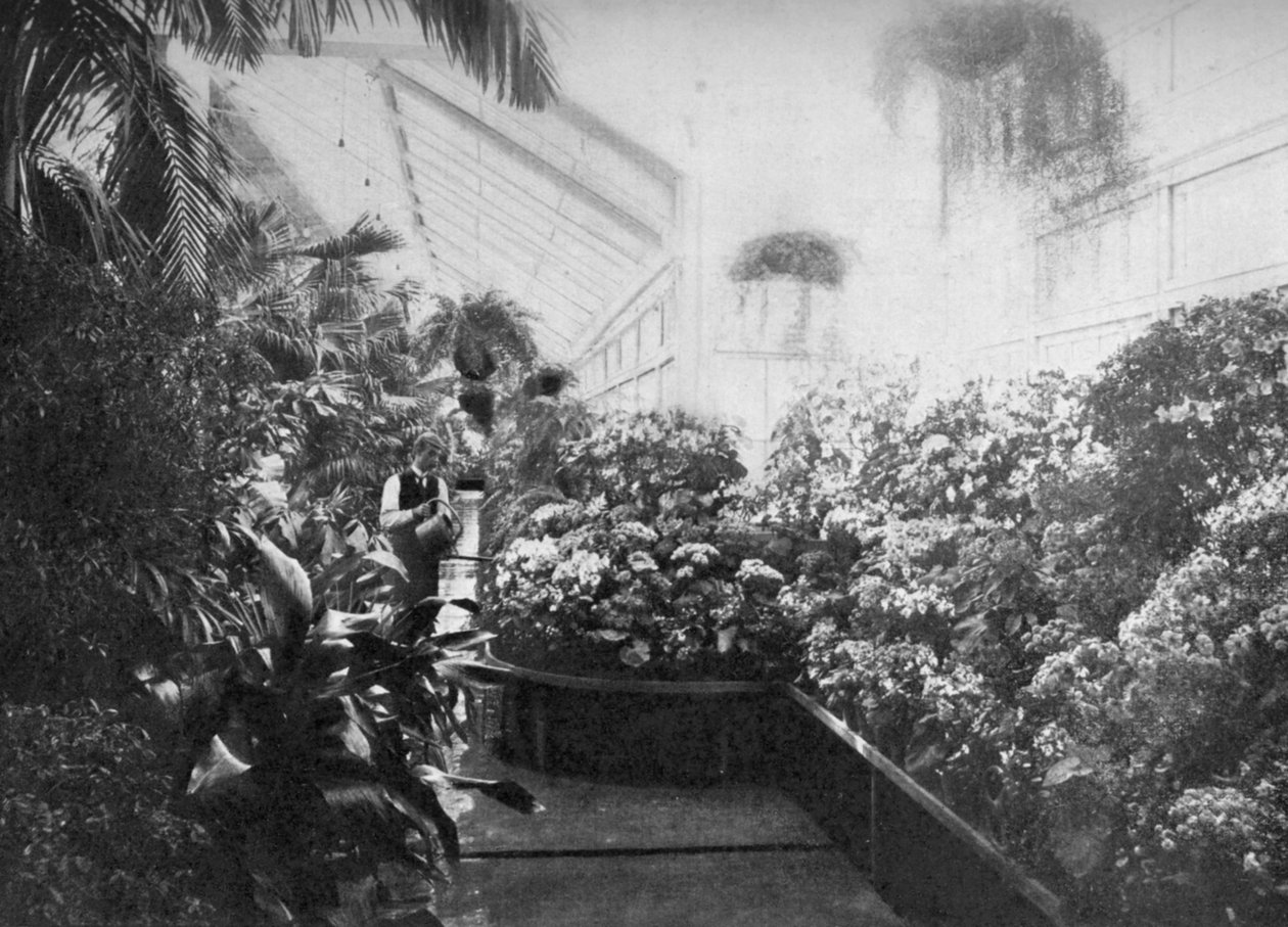Interiér skleníku Bílého domu, Washington DC, USA, 1908 od Unbekannt