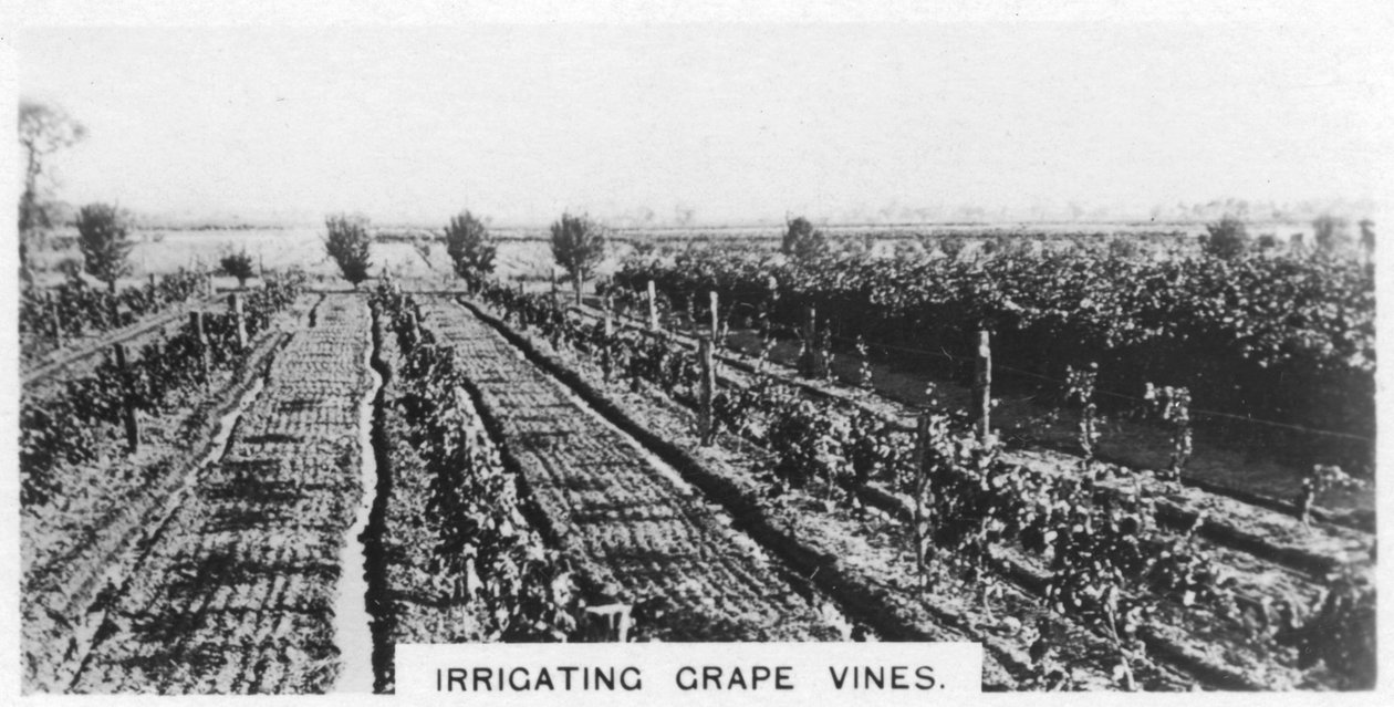 Zavlažování vinné révy, Austrálie, 1928 od Unbekannt