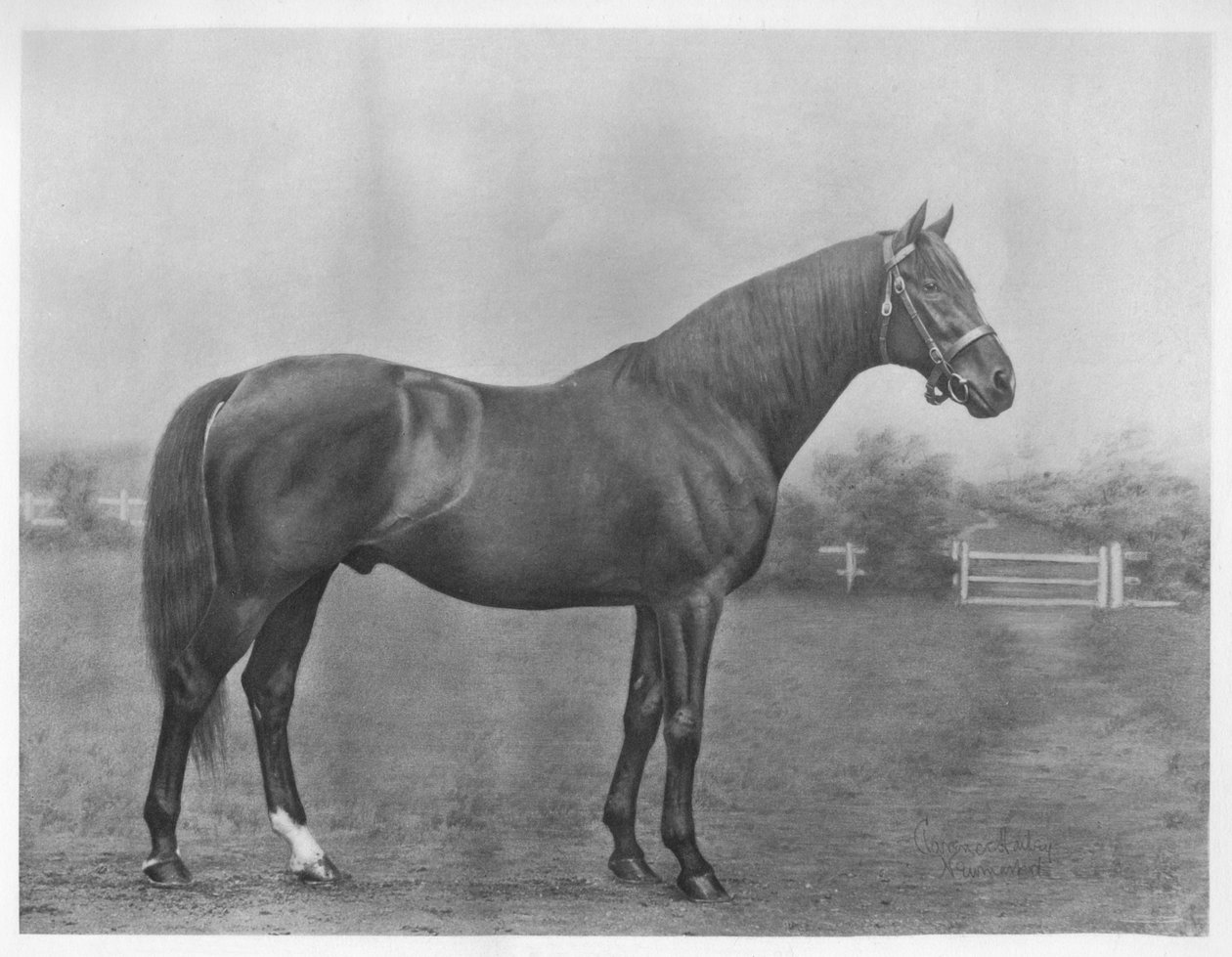Isinglass záliv, 1890-1911, 1911 od Unbekannt