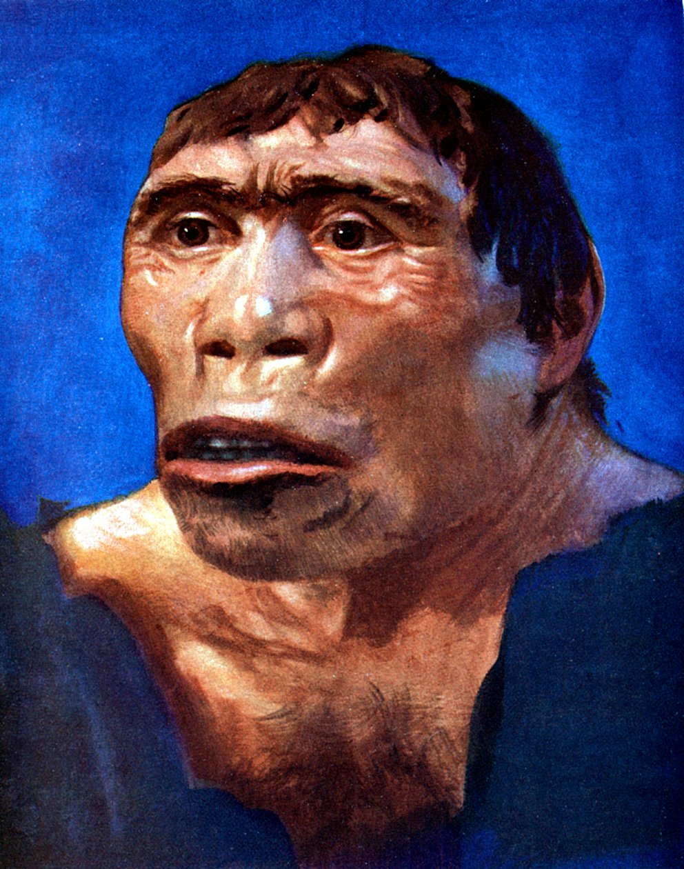 Jávský muž Pithecanthropus erectus od Unbekannt