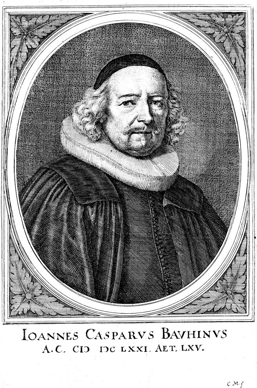 Jean Caspar Bauhin 1606-1659, švýcarský lékař a botanik od Unbekannt