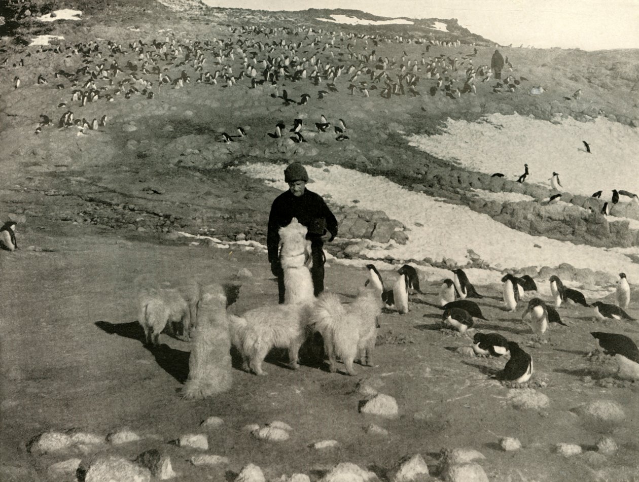 Joyce and the Dogs in the Penguin Rookery, c1908, 1909. od Unbekannt