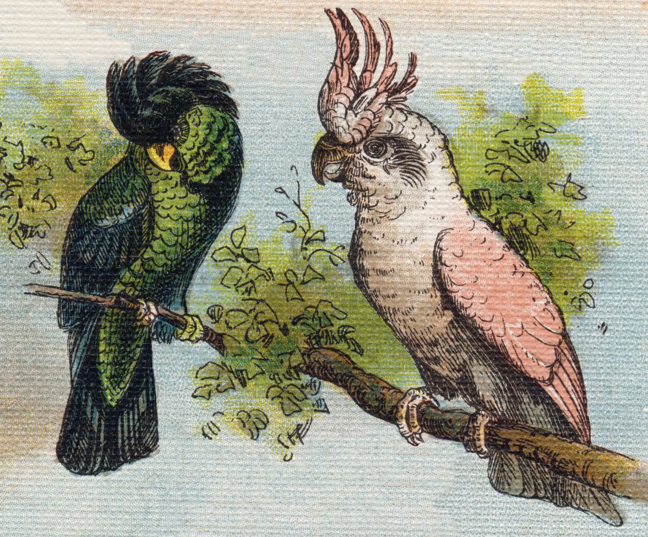 Kakatoes. Rytina "Alphabet de ma petite fille". Bernardin-Bechet a Fils, knihkupci-nakladatelé, Paříž, kolem roku 1895. Nerozbitné album na plátně. Bibliotheque des Bebes. 12 stran. Album obsahující metodu čtení a názornou abecedu. Ztlumit: od Unbekannt