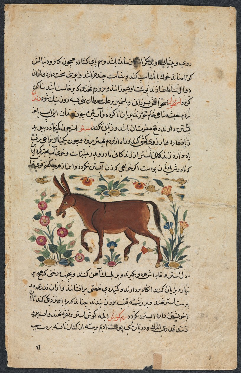 Khar Ass, z Nuzhat-nama-yi alai Vynikající knihy rad..., 1400s. od Unbekannt