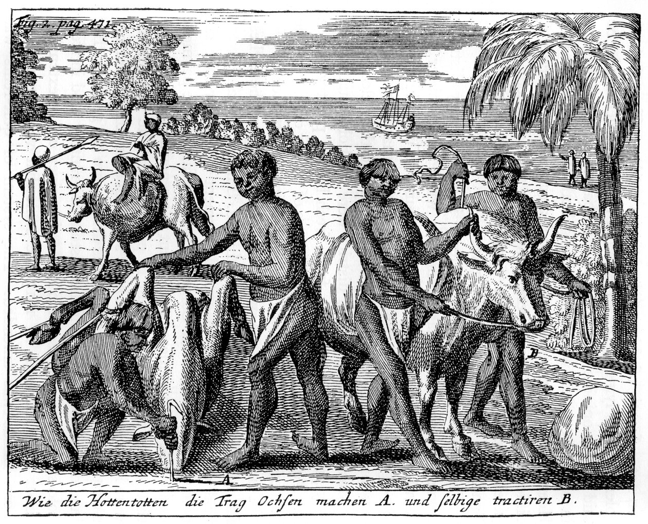 Khoikhoisové vloupání volů, Jižní Afrika, 18. století 1931 od Unbekannt