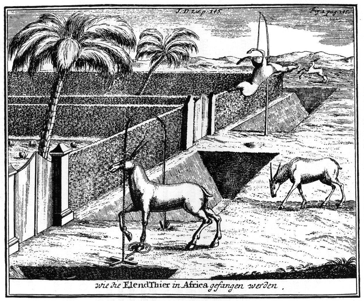 Khoikhois odchyt antilopy, Jižní Afrika, 18. století 1931 od Unbekannt