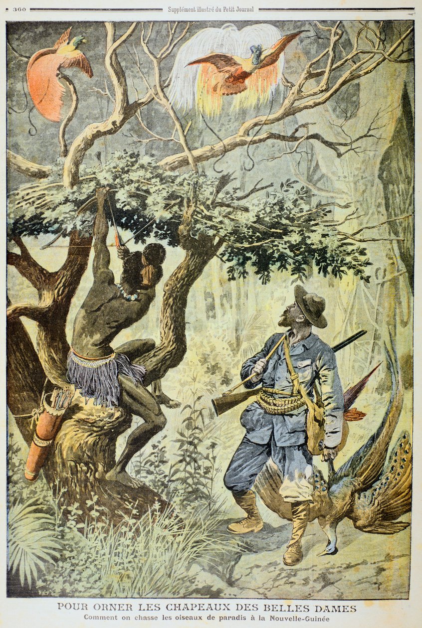 Killing Birds of Paradise, Nová Guinea, 1908 od Unbekannt