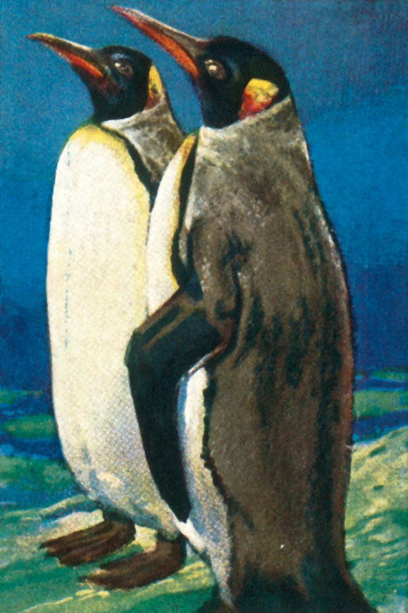 King penguins, c1928. od Unbekannt