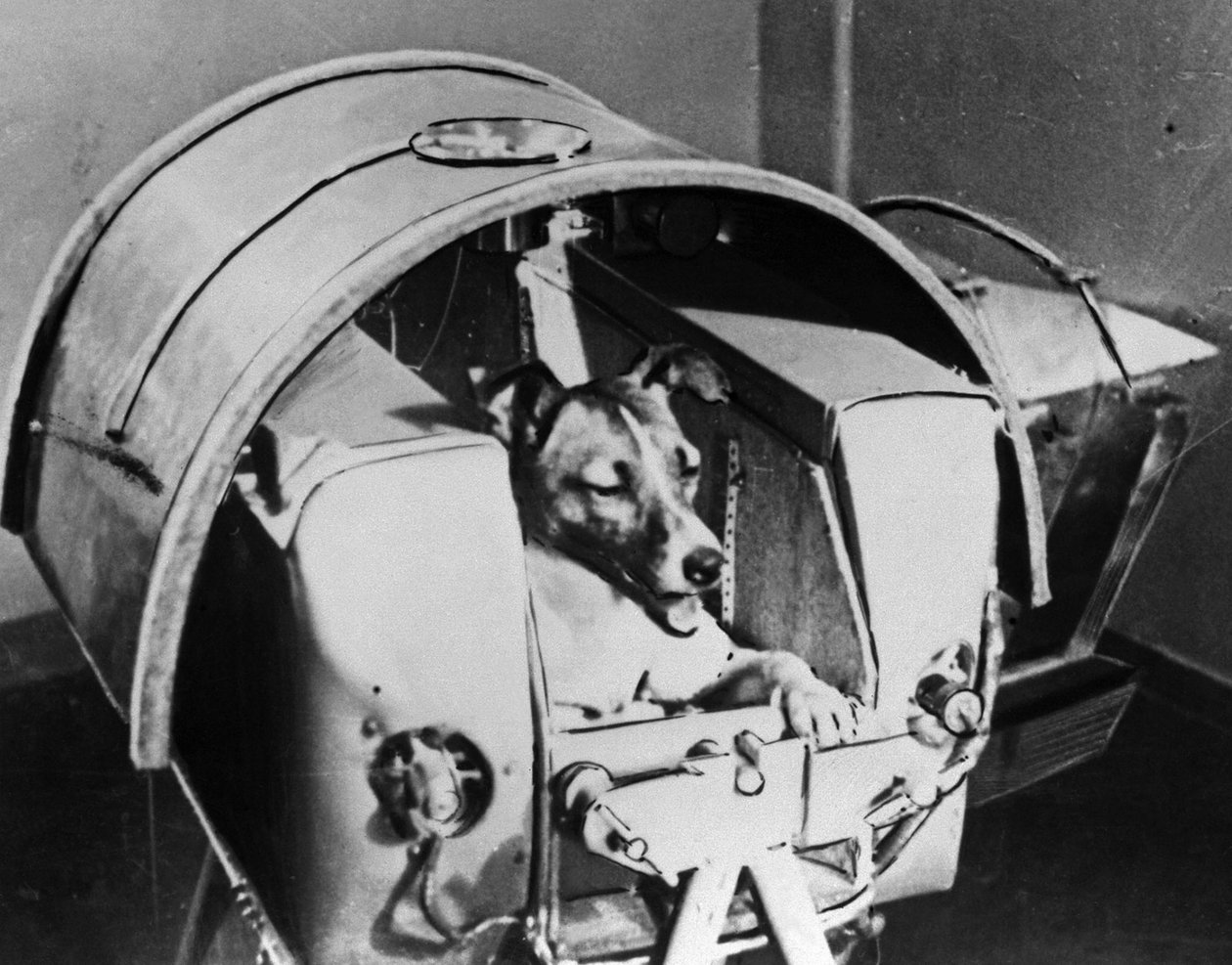 Laika, ruský kosmonautský pes, 1957 od Unbekannt