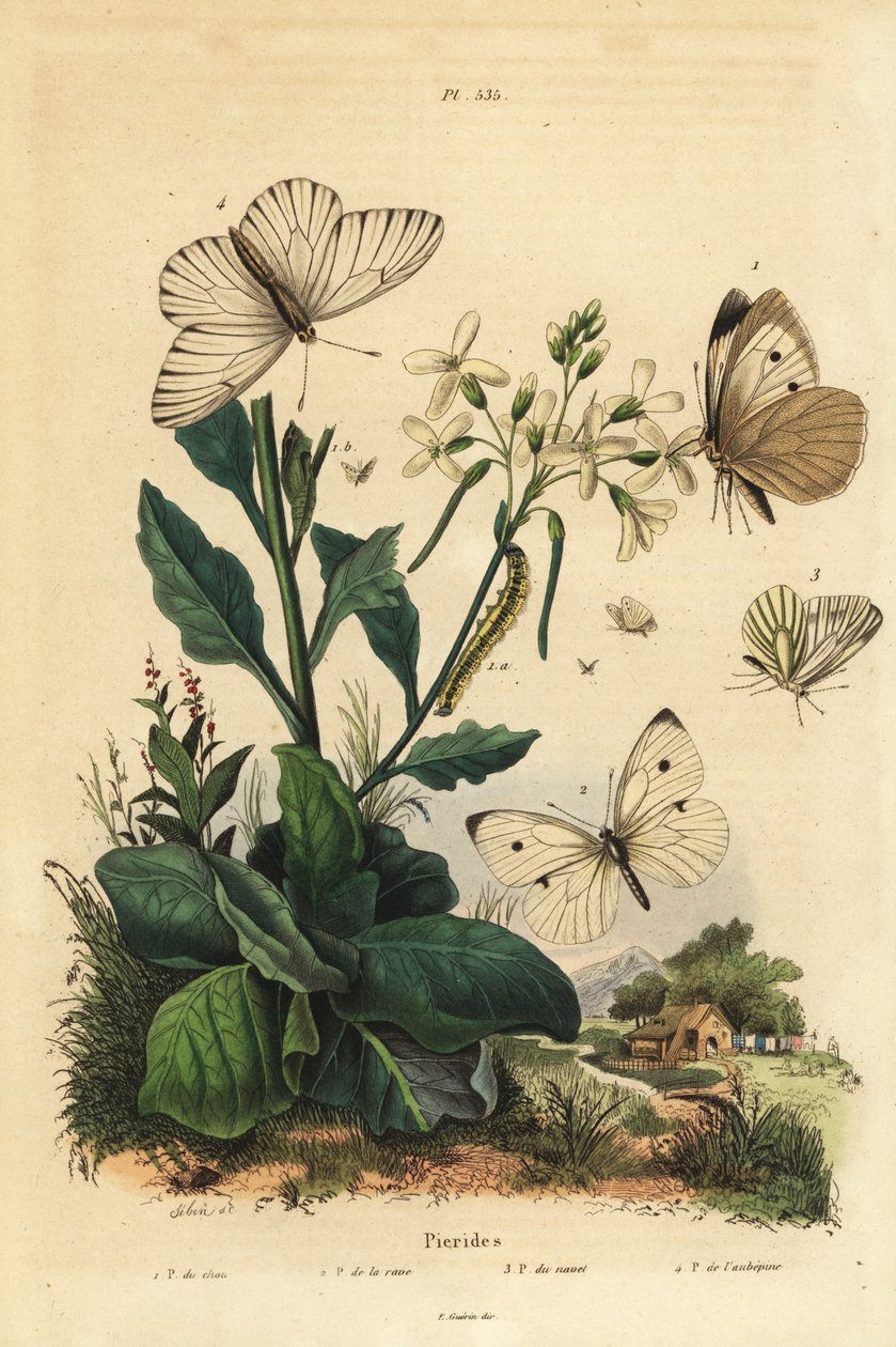 Velký bílý, Pieris brassicae 1, malý bílý, Pieris rapae 2, zelenožilý bílý, Pieris napi 3, a černožilný bílý, Aporia crataegi 4. Pierid motýli od Unbekannt