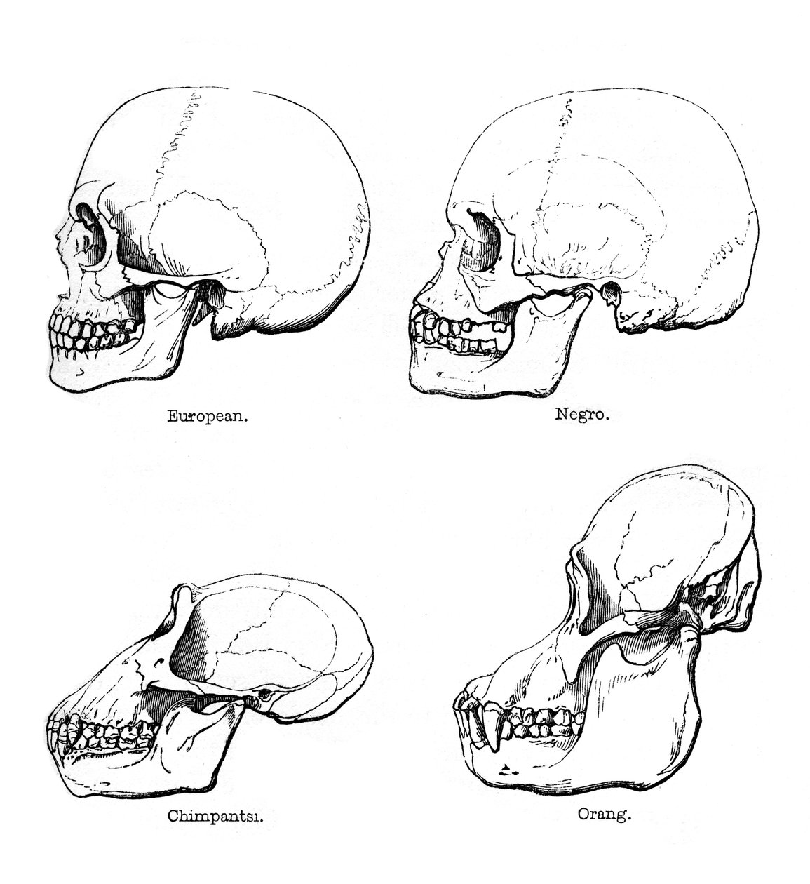 Boční pohled na lebku nebo profil, 1848 od Unbekannt