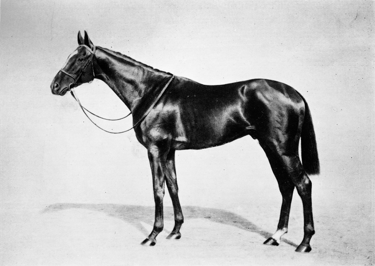 Lemberg, 1911 od Unbekannt