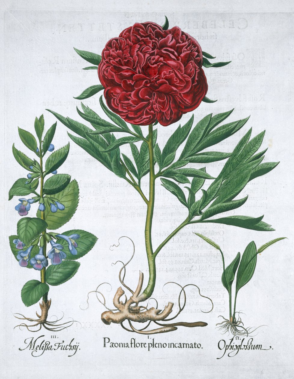 Meduňka, Pivoňka a kapradina zmije, 1613 od Unbekannt