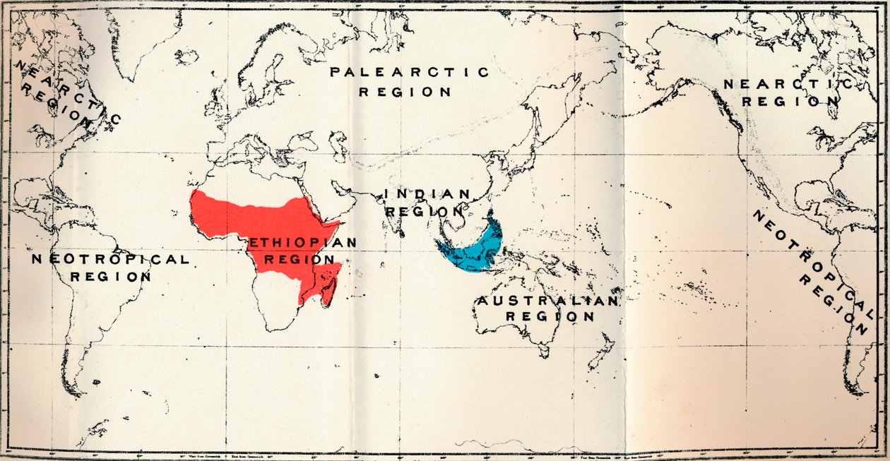 Lemuroidea - II. Mapa, zobrazující rozšíření Tarsiidae Blue a Galaginae Red, 1897 od Unbekannt
