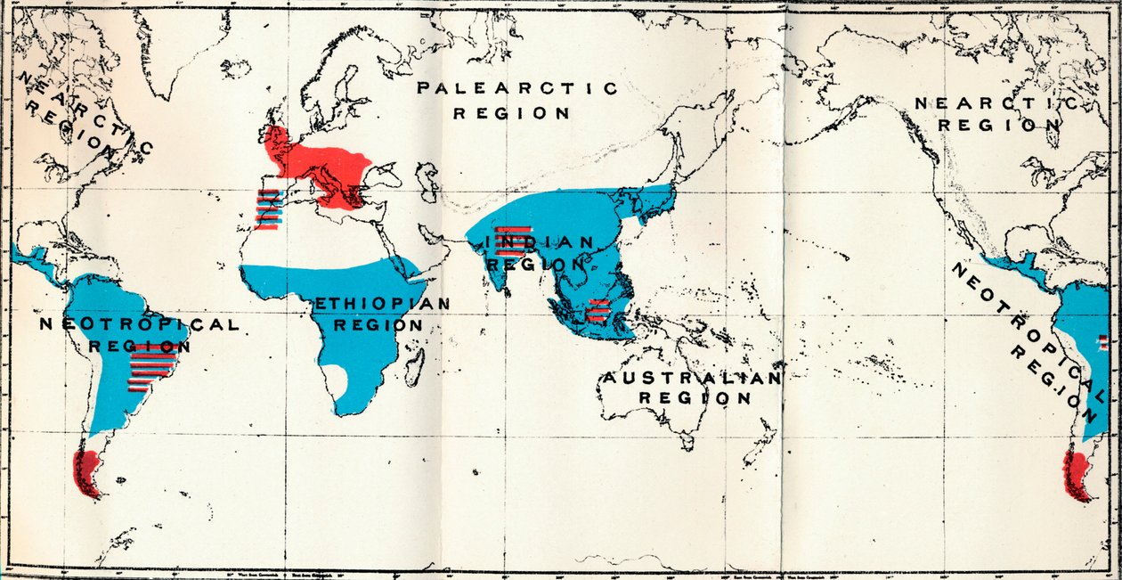 Lemuroidea - IV. Mapa, zobrazující distribuci Living Blue a Fossil Red Anthropoidea, 1897 od Unbekannt