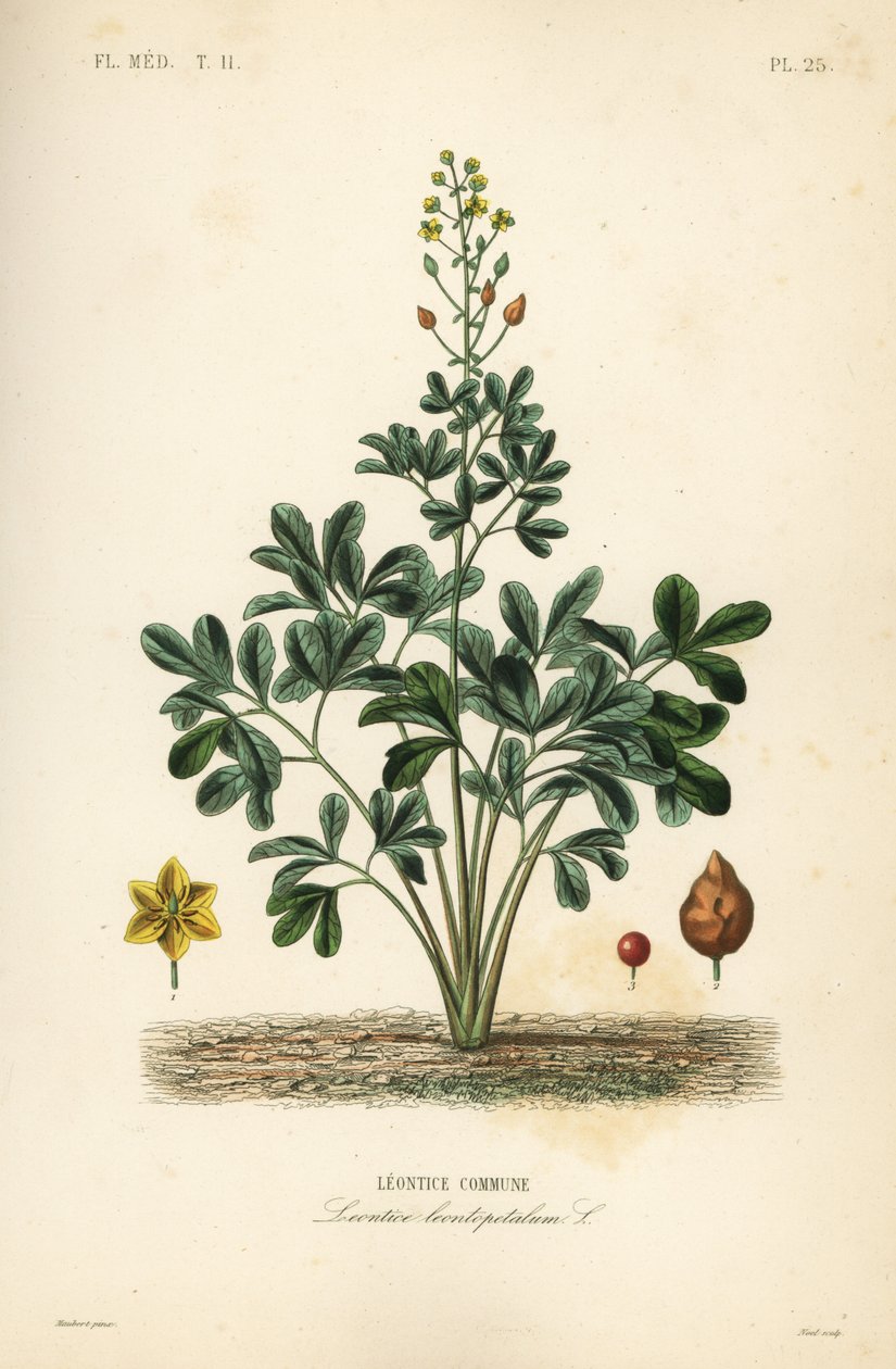 Leontice, Leontice leontopetalum, obec Leontice od Unbekannt