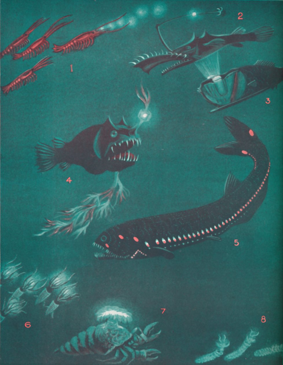 Život půl míle pod hladinou moře, 1935 od Unbekannt