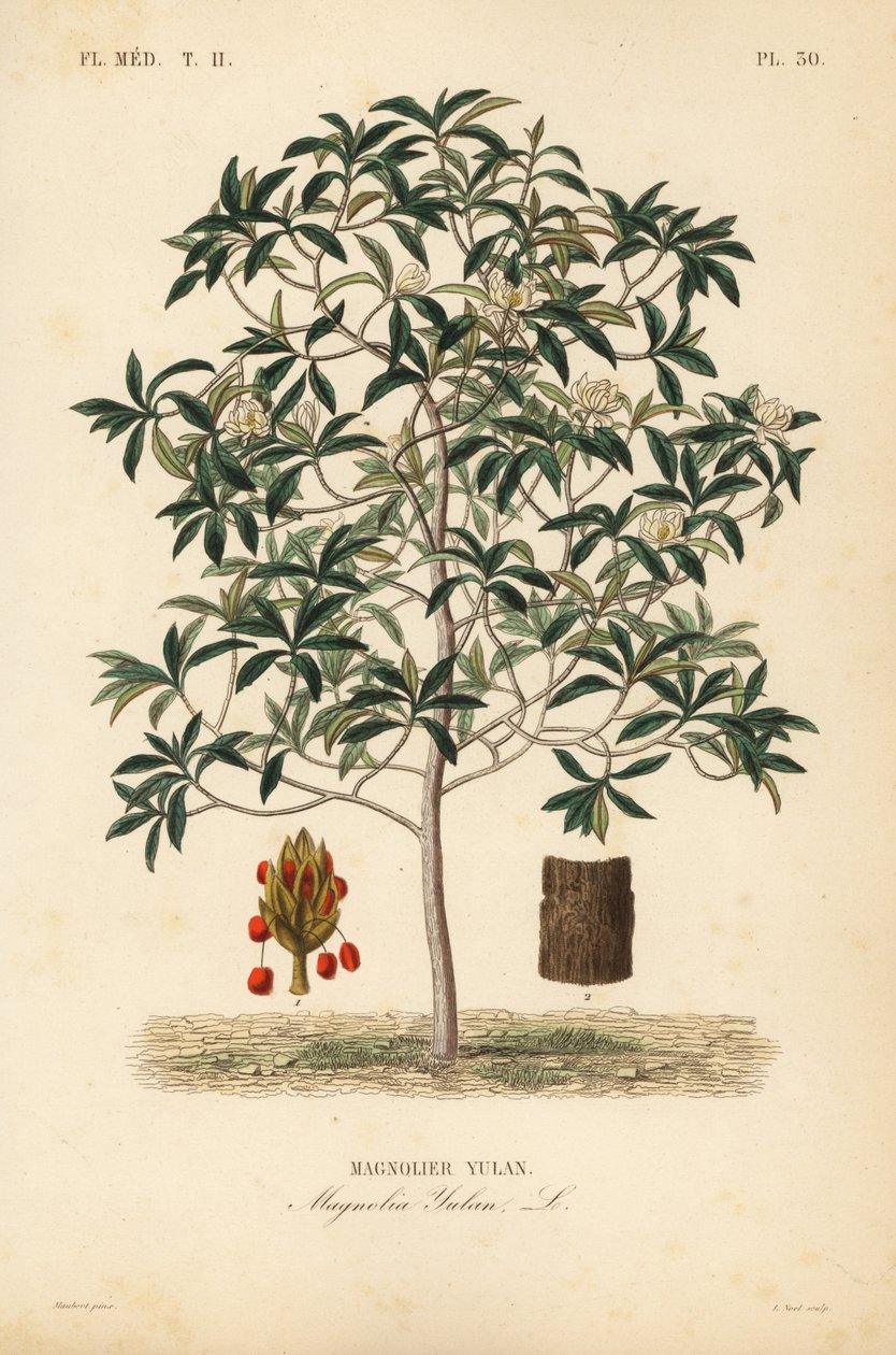 Lilytree nebo Yulan magnolia, Magnolia denudata, Magnolia yulan, Magnolier yulan od Unbekannt