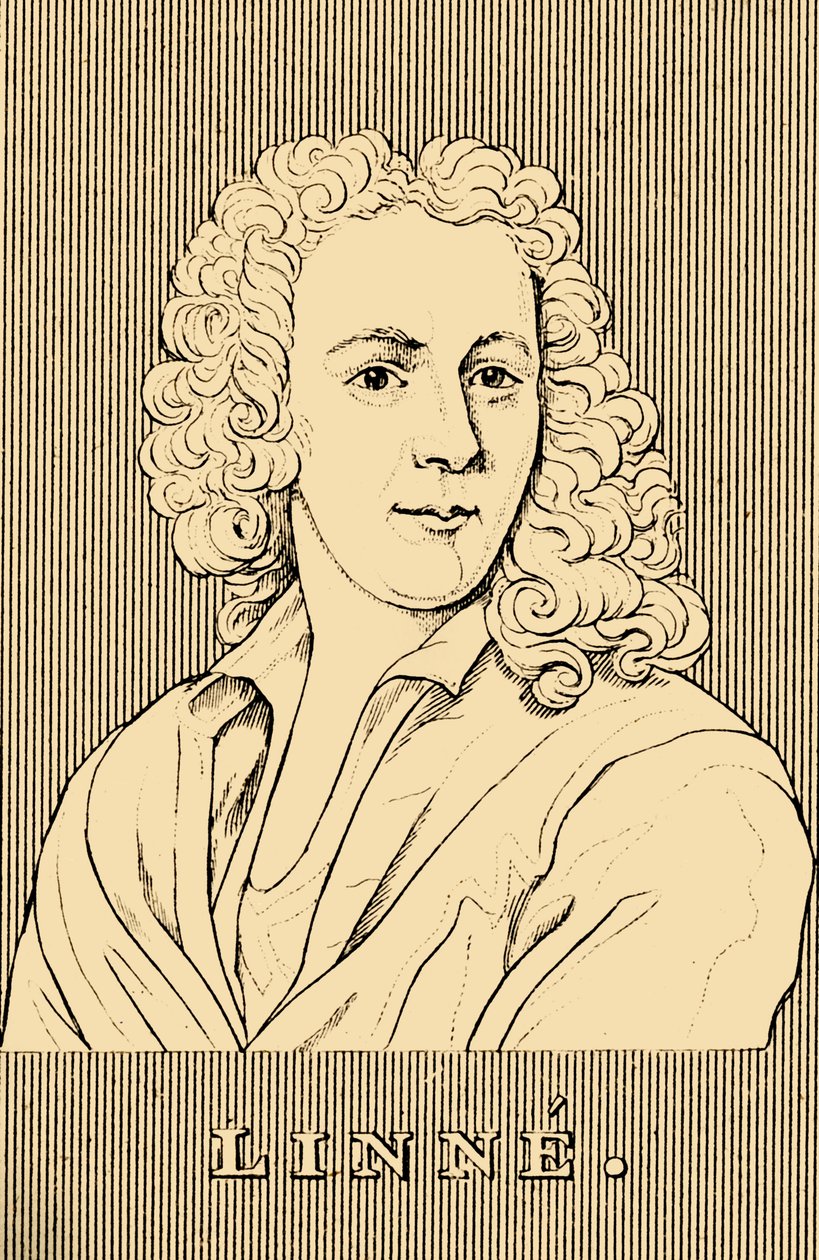 Linne, 1707-1778, 1830. od Unbekannt
