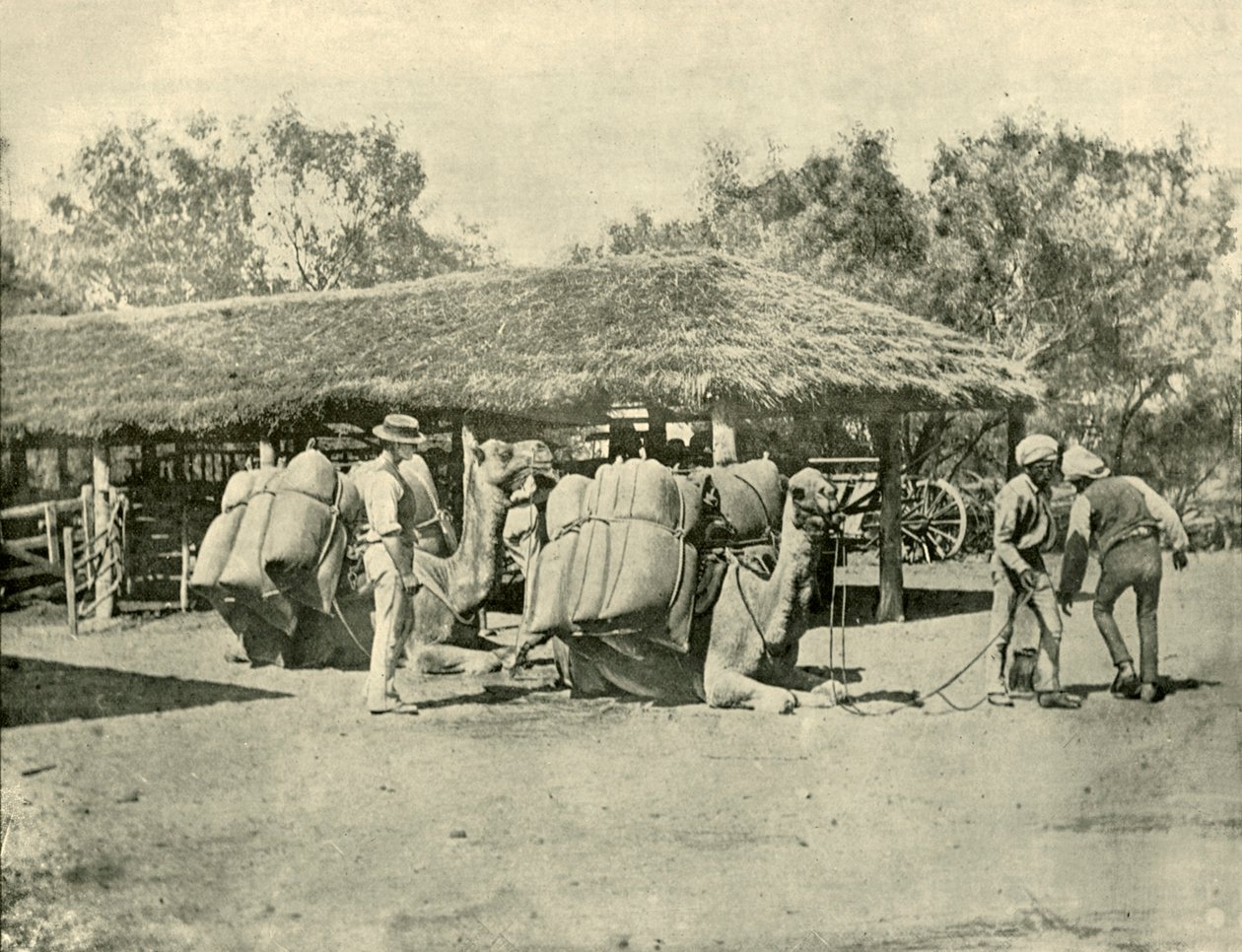 Nakládání velbloudů na australské stanici, 1901. od Unbekannt