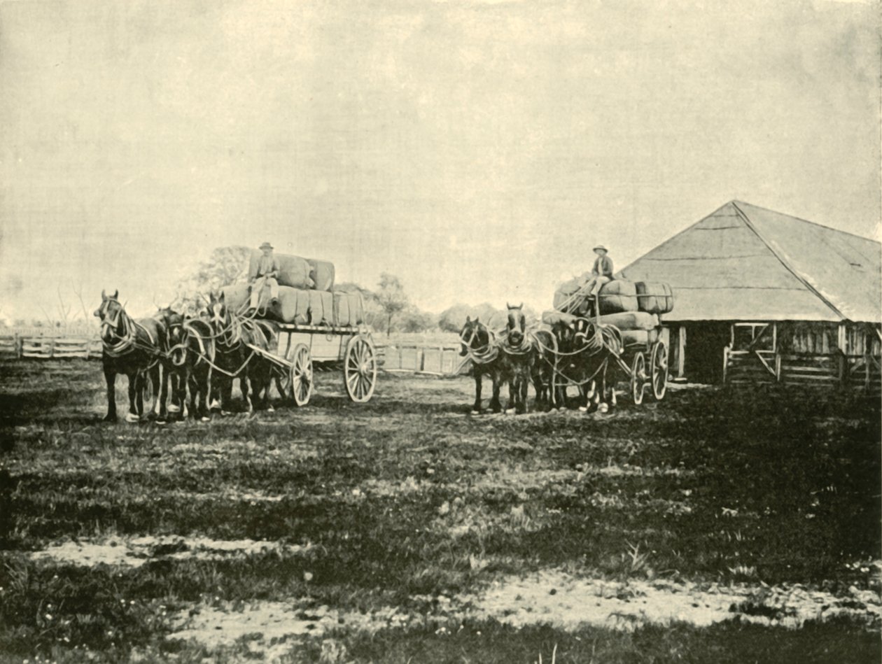 Loading Wool, Warrawooh Station, Wimmera, 1901. od Unbekannt