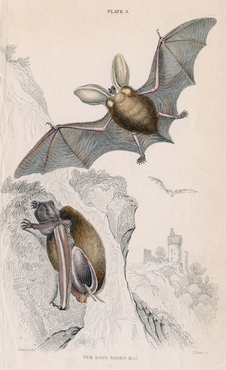 Netopýr ušatý Plectorus auritus, 1828 od Unbekannt