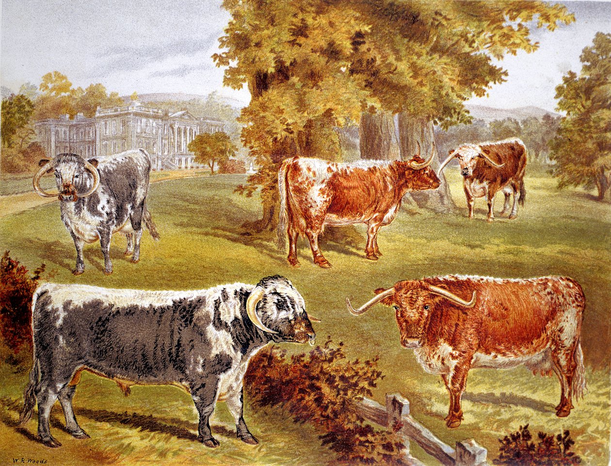 Longhorn dobytek ve vlastnictví sira Johna Harpur-Crewe, Calke Abbey, 1885 od Unbekannt