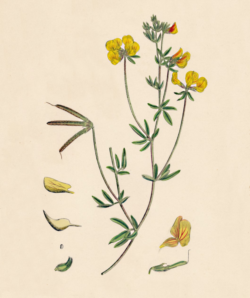 Lotus tenius. Slender Bird-foot Trojlístek, 19. století od Unbekannt