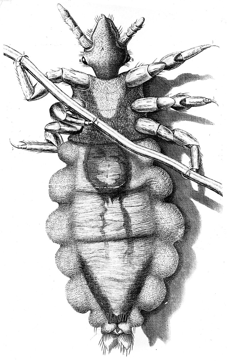 Veš ulpívající na lidských vlasech, 1665 od Unbekannt