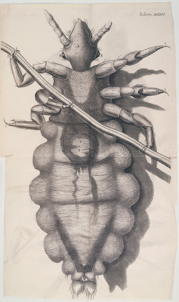 Veš ulpívající na lidských vlasech v Hookes Micrographia, 1665 od Unbekannt
