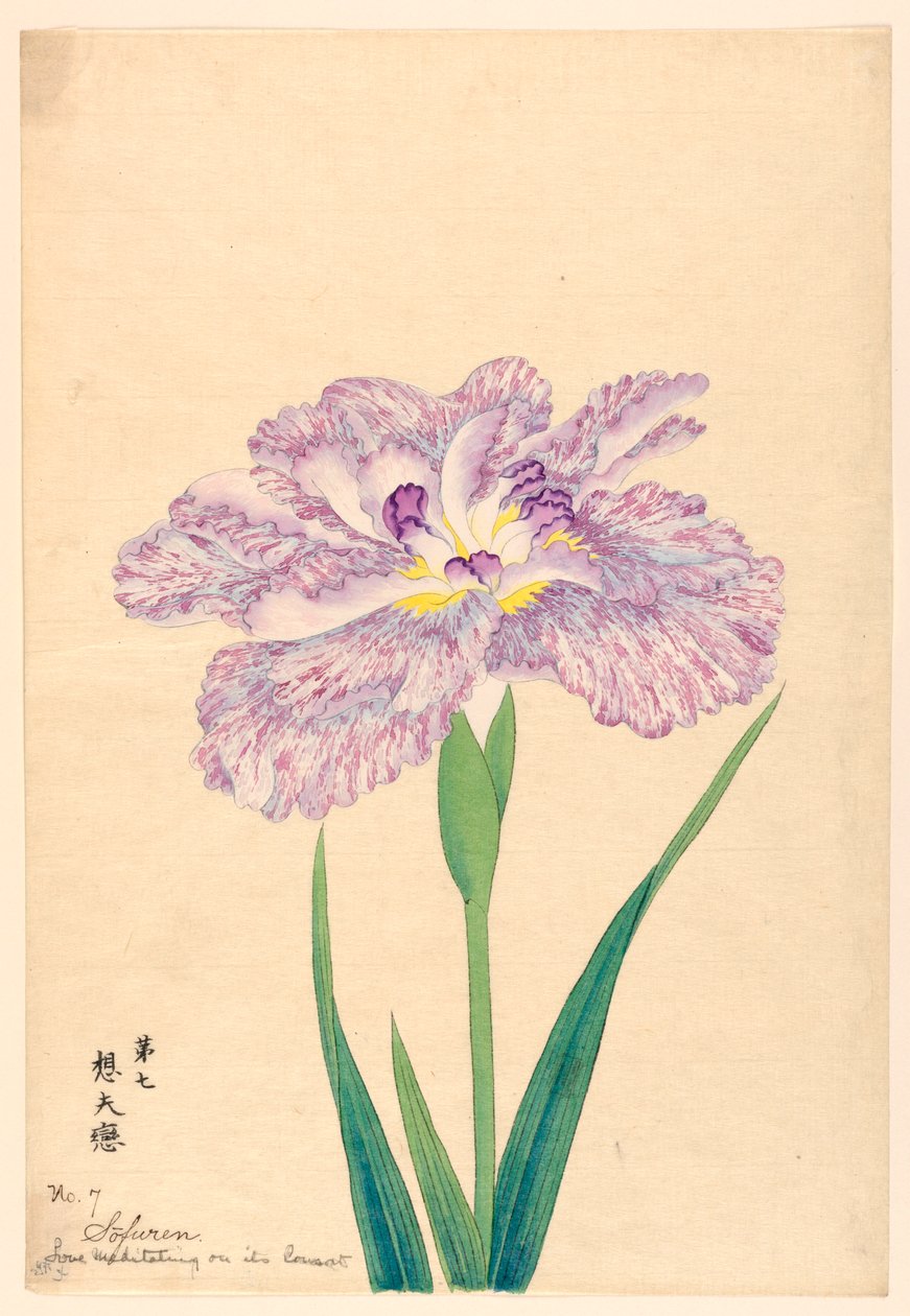 Love Meditating on Consort (Sofuren), No. 7, ca. 1910 od Unbekannt