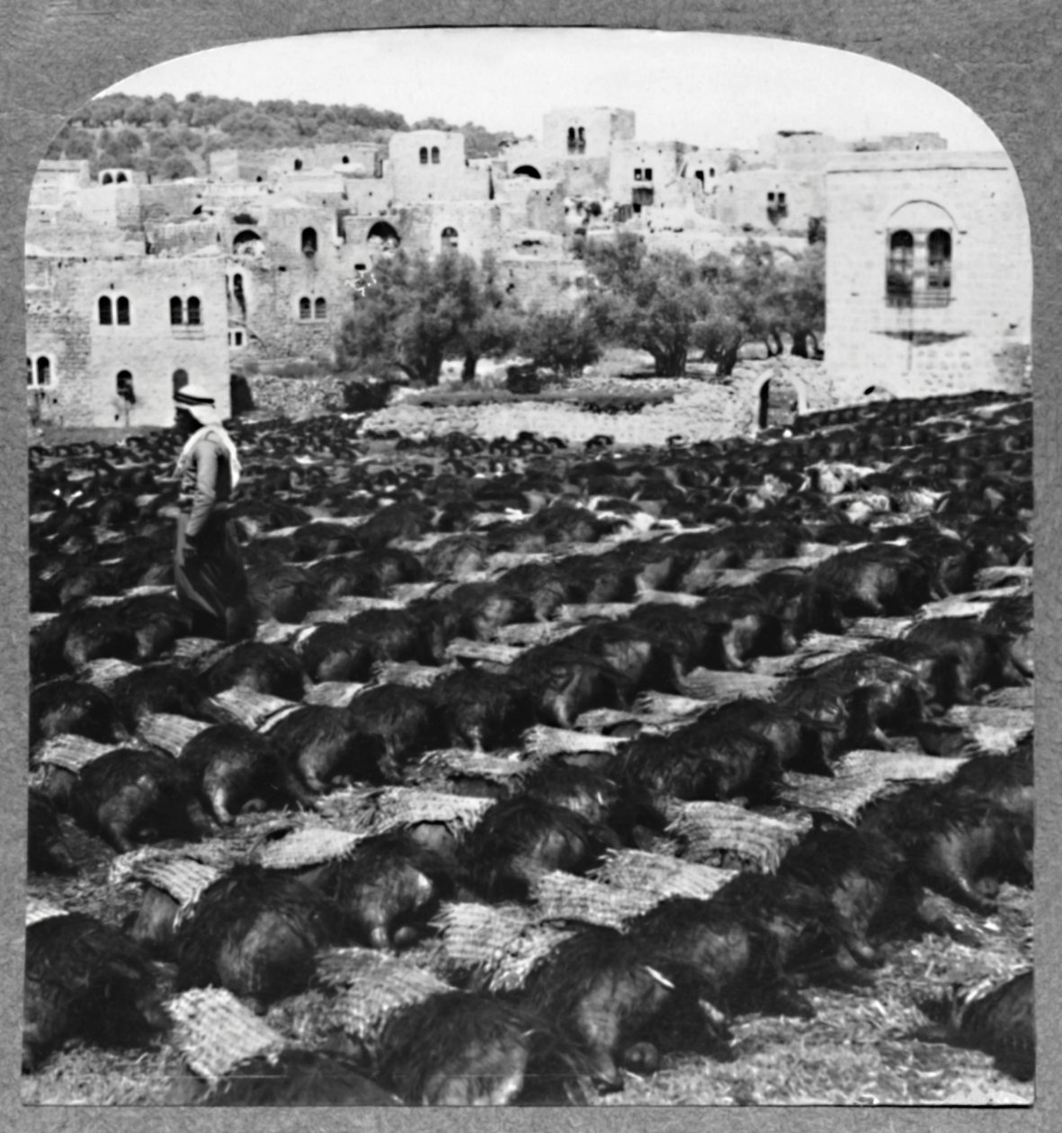 Výroba lahví vína, Hebron, c1900 od Unbekannt