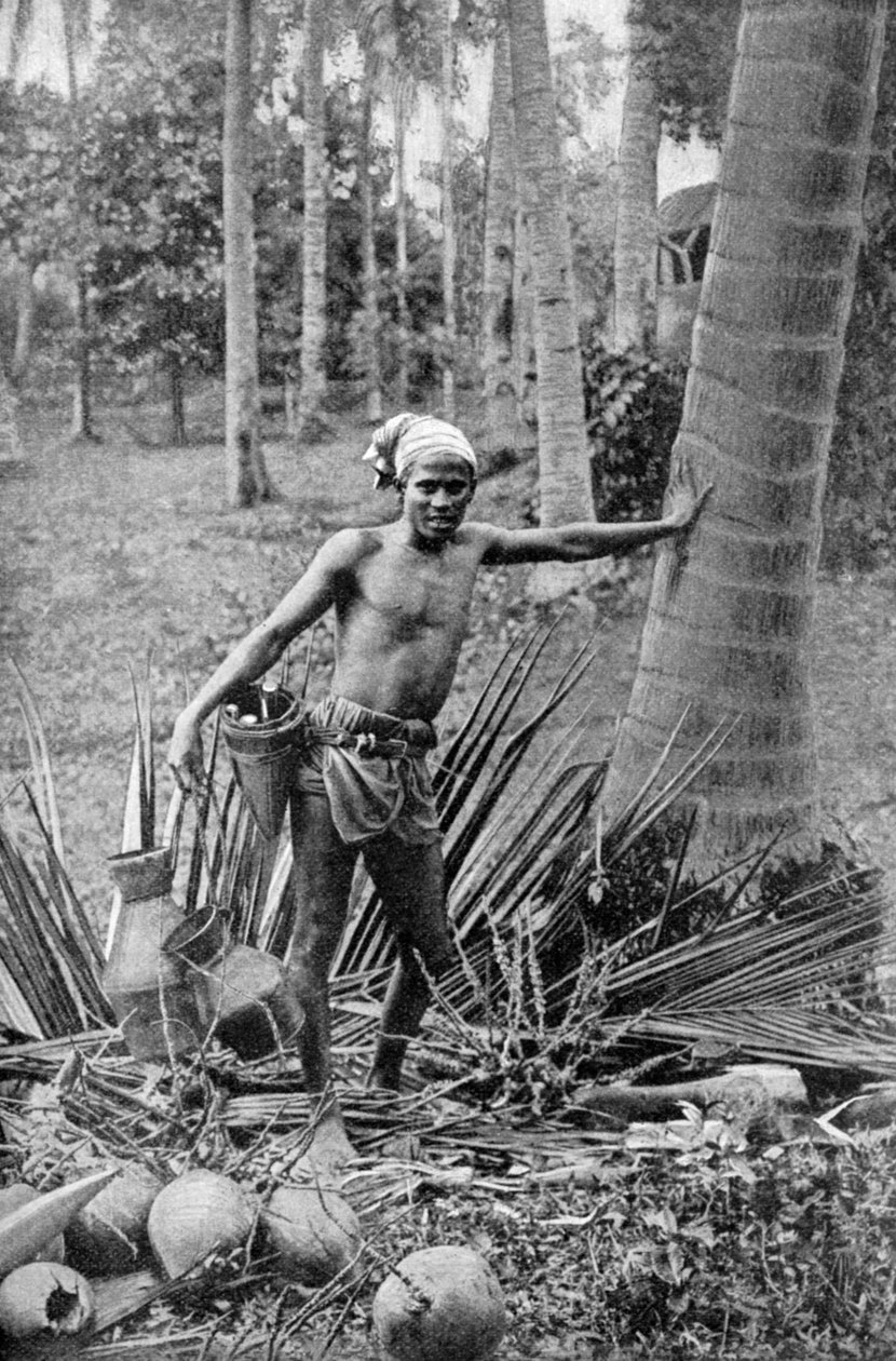 Malajština sbírá sladké víno z toddy tree, 1922 od Unbekannt
