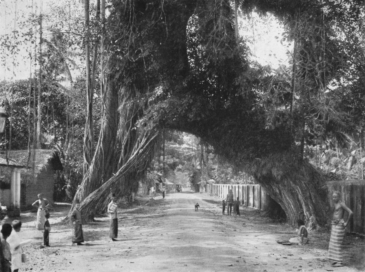 Malebný starý fíkovník Ficus indica na silnici Colombo-Galle poblíž Kalutara, 1926 od Unbekannt