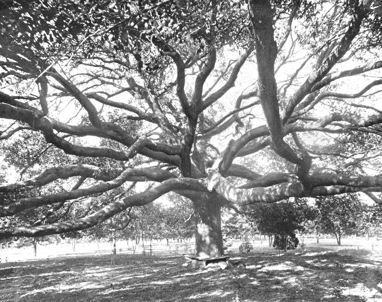 Mammoth Live Oak, poblíž Jacksonville, Florida, USA, c1900. od Unbekannt