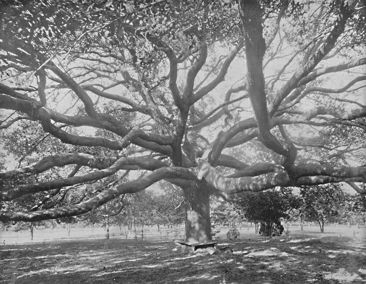Mammoth Live Oak, poblíž Jacksonville, Florida, c1897. od Unbekannt