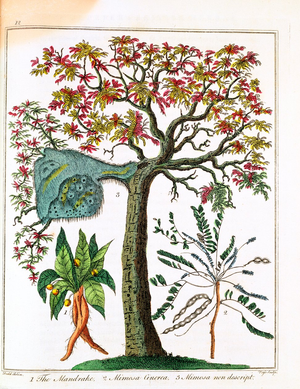 Mandragora, citlivá rostlina a akácie, c1795 od Unbekannt