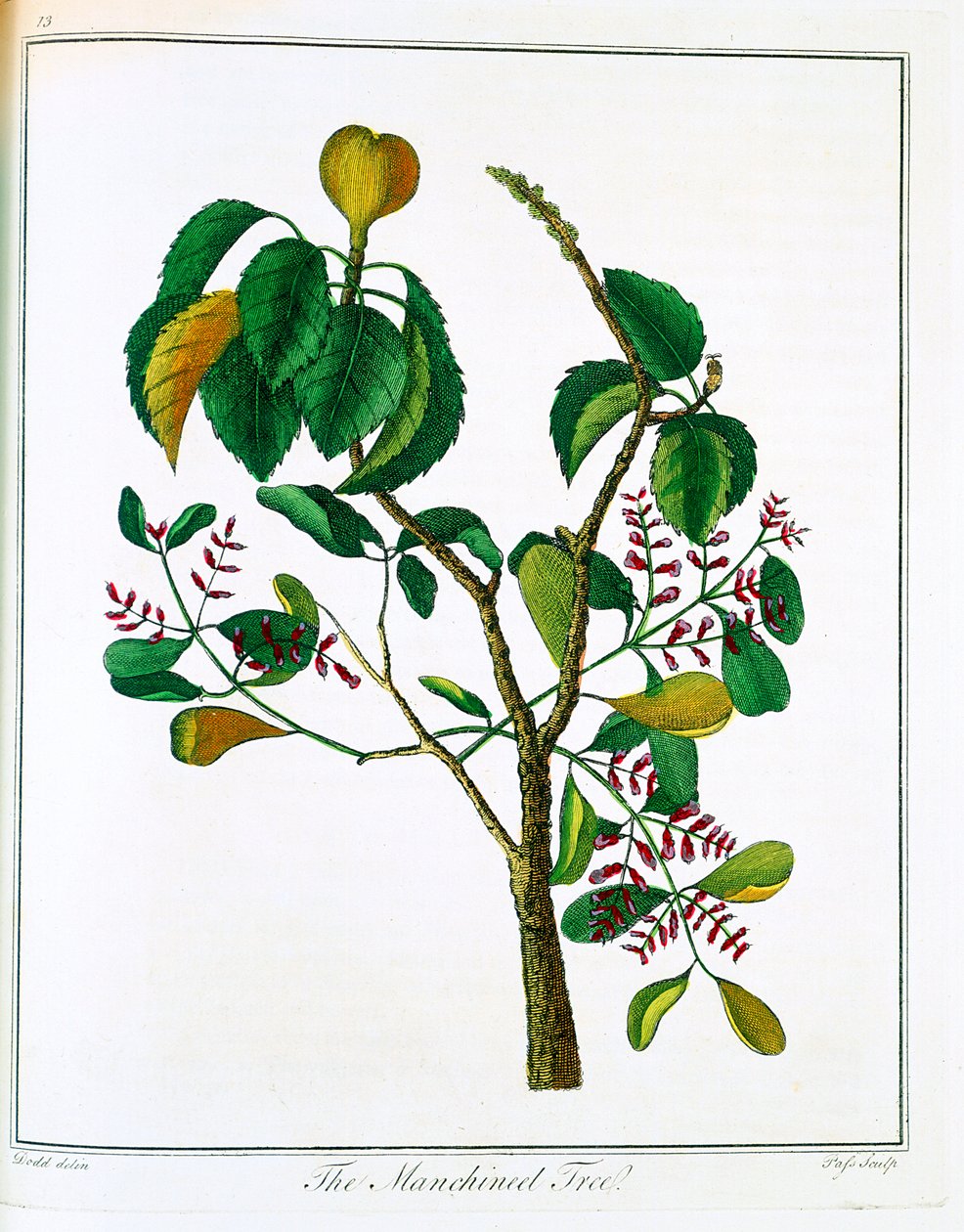 Manchineel tree Hippomane mancinella nebo Poison Guava, c1795 od Unbekannt