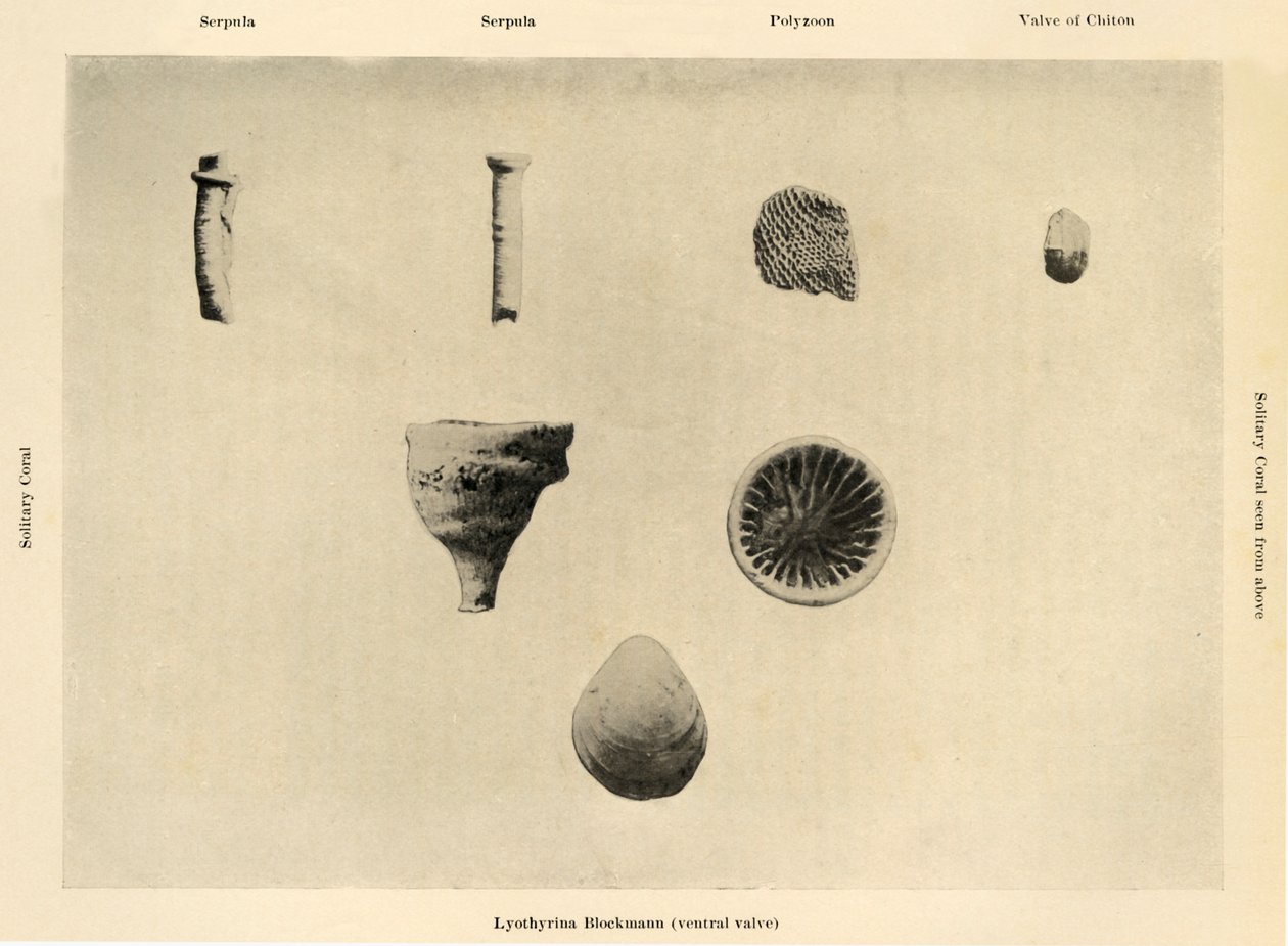 Mořské organismy, Zvětšení 1 12, c1908, 1909. od Unbekannt