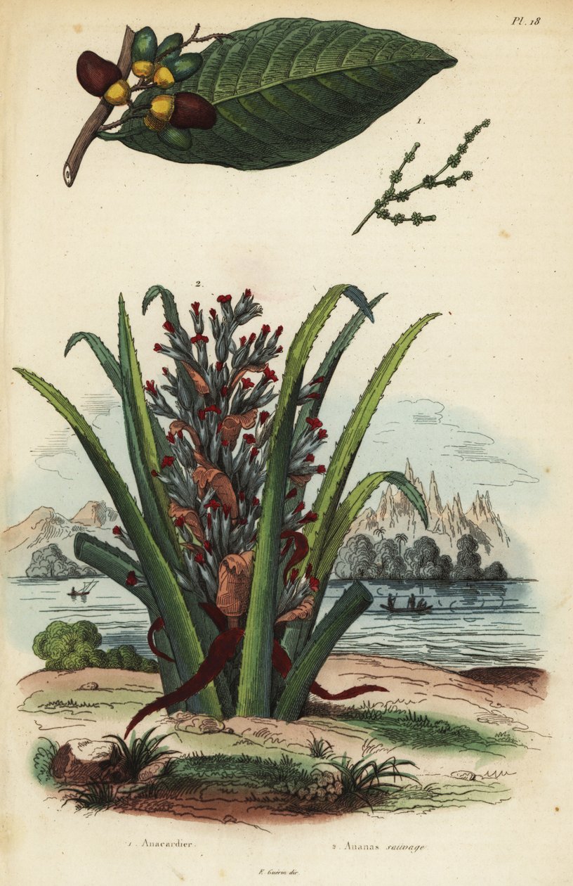 Značkovací ořech, Semecarpus anacardium 1 a tučňák nebo pinuela ovoce, Bromelia pinguin 2 od Unbekannt