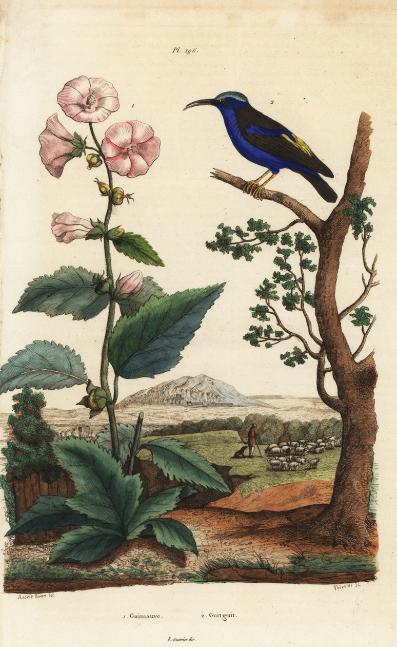 Proskurník lékařský, Althaea officinalis 1 a liána nachová, Cyanerpes caeruleus 2 od Unbekannt