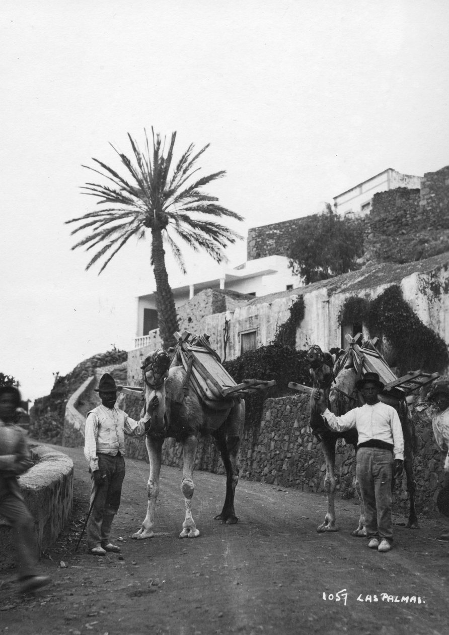 Muži s velbloudy, Las Palmas, Gran Canaria, Kanárské ostrovy, Španělsko, 20. až 30. léta 20. století od Unbekannt