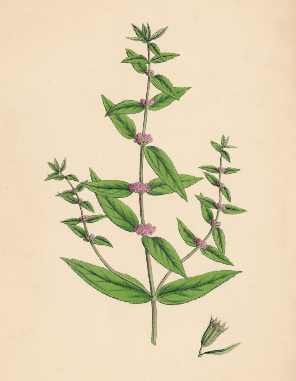 Mentha gracilis, var. pravý. Slender Mint, 19. století od Unbekannt