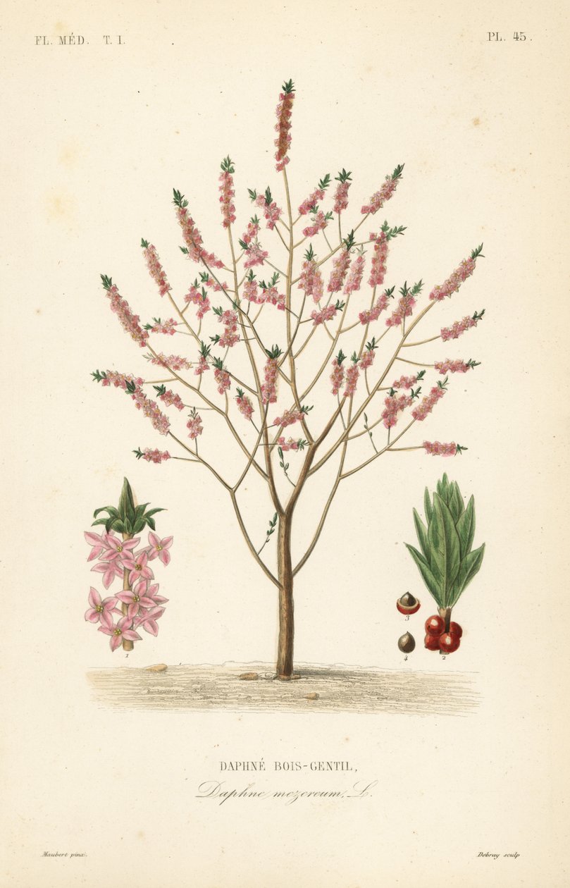 Mezereon neboli vavřín pryšec, Daphne mezereum, Daphne bois-gentil od Unbekannt